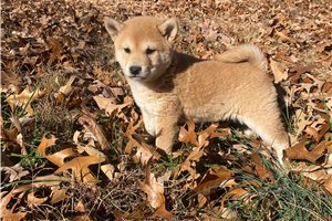 Kya - puppy for sale