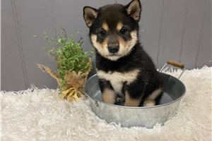 Sapporo - puppy for sale