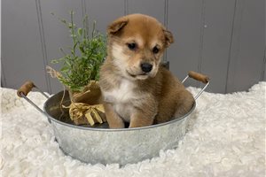Tokyo - puppy for sale