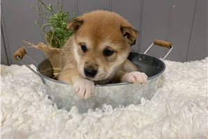 Yoko - puppy for sale