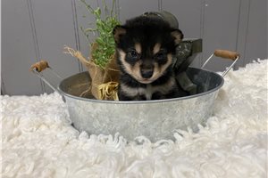 Saigo - puppy for sale