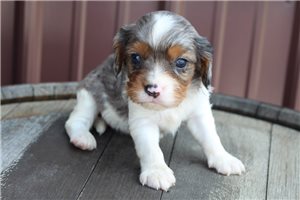 Lucille - Cavalier King Charles Spaniel for sale