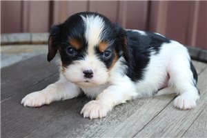 Layla - Cavalier King Charles Spaniel for sale