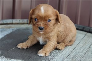 Lillian - Cavalier King Charles Spaniel for sale