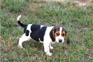 Sonny - Beagle for sale