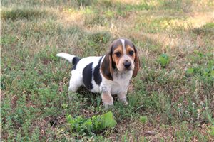 Tripp - Beagle for sale