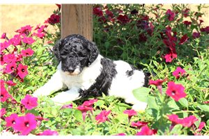 Sally - Poodle, Standard for sale