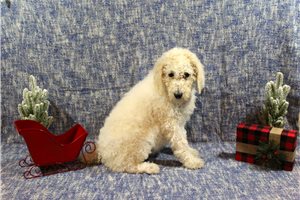 Phoebe - Poodle, Standard for sale