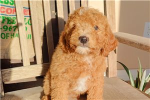Cayden - puppy for sale