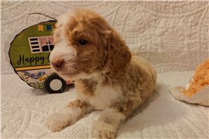 MacGregor - puppy for sale