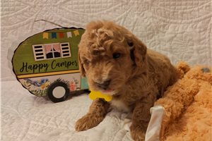 Mason - puppy for sale