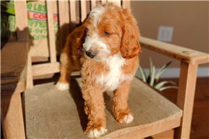 Chance - puppy for sale