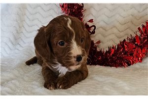 Parker - puppy for sale