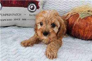 Jett - Cavapoo for sale