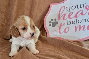 Penelope - puppy for sale