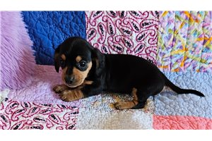Caldera - Dachshund, Mini for sale