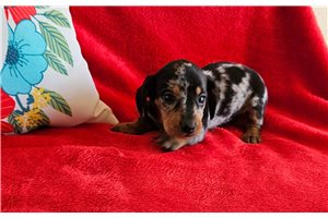 Carina - Dachshund, Mini for sale