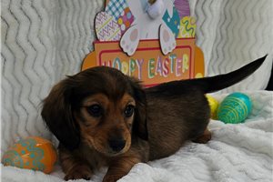 Constellation - Dachshund, Mini for sale