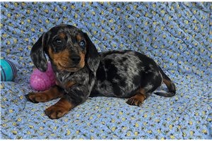 Canis - puppy for sale