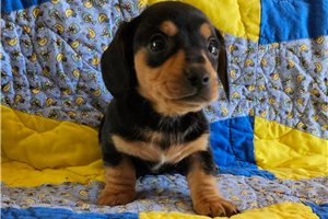 Galaxy - puppy for sale