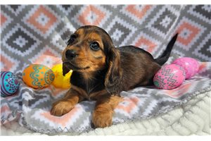 Andromeda - Dachshund, Mini for sale