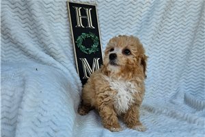 Bryson - Miniature Poodle for sale