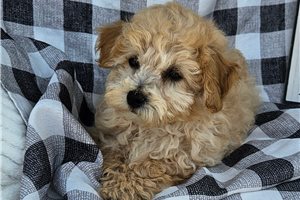 Brayden - Miniature Poodle for sale