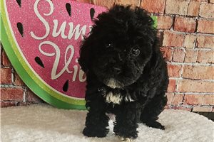 Matilda - puppy for sale