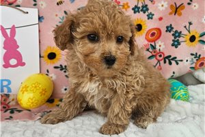 Atlantis - puppy for sale
