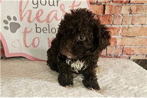 Maude - puppy for sale