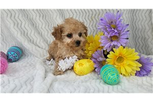 Discovery - Poodle, Toy for sale