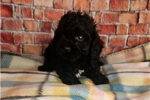 Mary - Poodle, Toy for sale