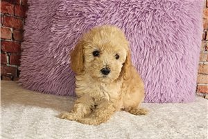 Mavis - Poodle, Toy for sale
