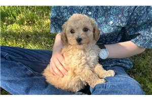 Spirit - Poodle, Toy for sale