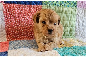 Columbia - puppy for sale