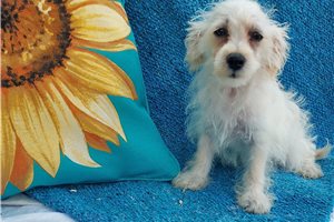 Valerie - Schnoodle for sale