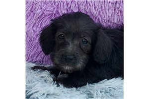 Veronica - Schnoodle for sale