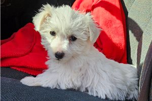 Mateo - Schnoodle for sale