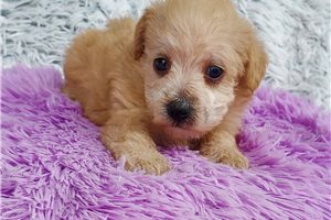 Vanessa - Schnoodle for sale