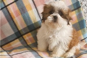 Kelly - puppy for sale