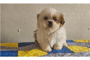 Konrad - Shih Tzu for sale