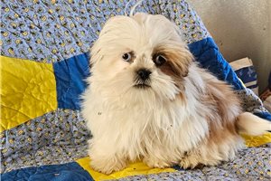 Koen - Shih Tzu for sale