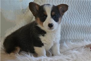 Hallie - Corgi, Pembroke Welsh for sale