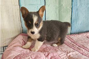 Norma - Corgi, Pembroke Welsh for sale