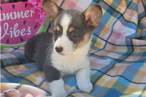Elisa - puppy for sale