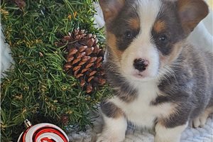 Harley - puppy for sale