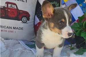 Edgar - puppy for sale