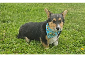Lawrence - puppy for sale