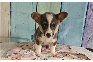 Novella - puppy for sale