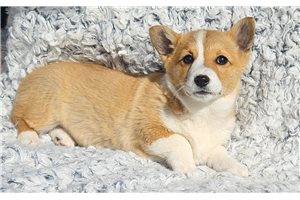Lucy - puppy for sale
